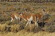 Guanacos - Foto: Jorge Gonz�lez