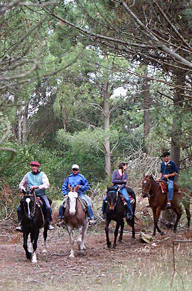 Cabalgando entre los frondosos �rboles - Autor: Marcelo Sola