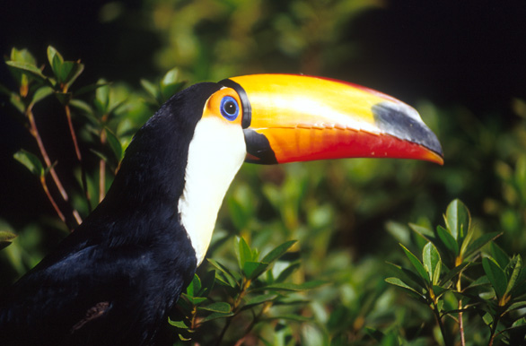 El tuc�n y sus colores - Author: Secretar�a de Turismo de la Naci�n