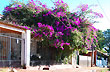 Colorida Santa Rita - Foto: Jorge Gonz�lez