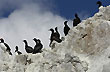 Petrel gigante - Foto: Palmiro Bedeschi Petrel gigante - Foto: Palmiro Bedeschi