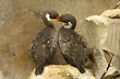 Cormorán gris - Foto: Palmiro Bedeschi Cormorán gris - Foto: Palmiro Bedeschi