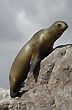 Una foca curiosa - Foto: Palmiro Bedeschi Una foca curiosa - Foto: Palmiro Bedeschi
