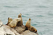 Lobos de un pelo, Cabo Blanco - Foto: Jorge González Lobos de un pelo, Cabo Blanco - Foto: Jorge González