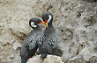 Pareja de cormoranes - Foto: Jorge González Pareja de cormoranes - Foto: Jorge González