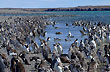 Isla Pingüino - Foto: Ricardo Pérez Isla Pingüino - Foto: Ricardo Pérez