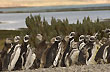 Isla Pingüino - Foto: Palmiro Bedeschi Isla Pingüino - Foto: Palmiro Bedeschi