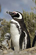 Pingüino - Foto: Palmiro Bedeschi Pingüino - Foto: Palmiro Bedeschi
