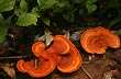 Hongos de la selva misionera - Foto: Santiago Gaudio