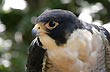 Aves en el parque Guiraoga - Foto: Jorge Gonz�lez