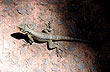 Reptil misionero - Foto: Eduardo Epifanio