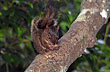 Ardilla en Guir�oga - Foto: Eduardo Epifanio