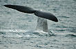 Cola de ballena, Pen�nsula de Vald�s - Foto: Jorge Gonz�lez