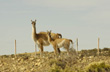 Guanacos - Foto: Jorge Gonz�lez