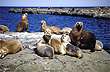 Sea wolves - Photo: Secretaría de Turismo de la Nación Sea wolves - Photo: Secretaría de Turismo de la Nación