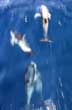 En búsqueda de los delfines - Photo: Santiago Gaudio En búsqueda de los delfines - Photo: Santiago Gaudio