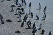 Ping�inera Punta Tombo - Foto: Jorge Gonz�lez