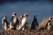 Penguins - Photo: Secretaría de Turismo de la Nación Penguins - Photo: Secretaría de Turismo de la Nación