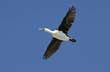 Cormorán - Photo: Palmiro Bedeschi Cormorán - Photo: Palmiro Bedeschi