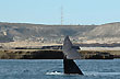Frente a Puerto Pir�mides - Foto: Jorge Gonz�lez