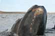Ballena franca austral - Photo: Karina Jozami Ballena franca austral - Photo: Karina Jozami
