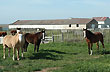 Equinos al sol - Foto: Jorge Gonz�lez