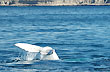 Ballenato blanco - Foto: Jorge Gonz�lez