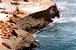Elephant seals colony - Photo: Santiago Gaudio Elephant seals colony - Photo: Santiago Gaudio