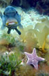 Fauna marina - Photo: Alexis Fioramonti Fauna marina - Photo: Alexis Fioramonti