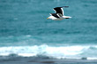 Gaviota cocinera - Photo: Jorge González Gaviota cocinera - Photo: Jorge González