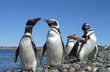 Pingüinos - Photo: Ricardo Pérez Pingüinos - Photo: Ricardo Pérez