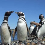 Fotos de Puerto Pirámides: fotos y paisajes | Turismo en Puerto Pirámides