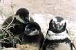 Penguins - Photo: Santiago Gaudio Penguins - Photo: Santiago Gaudio