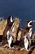 Penguins - Photo: Santiago Gaudio Penguins - Photo: Santiago Gaudio