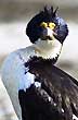 Cormorán - Photo: Santiago Gaudio Cormorán - Photo: Santiago Gaudio