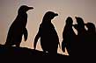 Colonia de pingüinos - Photo: Alejandro Avampini Colonia de pingüinos - Photo: Alejandro Avampini