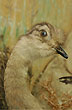 Muestra de taxidermia, Museo Regional - Foto: Jorge Gonz�lez