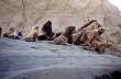 Lobos marinos de un pelo al pie del Cerro Le�n - Foto: Direcci�n de Turismo de Puerto Santa Cruz