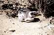 Ping�inos en Punta Entrada - Foto: Direcci�n de Turismo de Puerto Santa Cruz