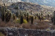 Cactus a contraluz - Photo: Jorge Gonz�lez