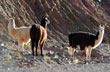 Llamas posando - Photo: Jorge Gonz�lez