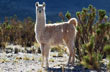 Postal de una llama - Photo: Jorge Gonz�lez