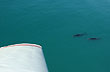Paseo a�reo con avistaje de ballenas - Foto: Jorge Gonz�lez