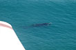 Paseo a�reo con avistaje de ballenas - Photo: Jorge Gonz�lez