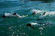 Toninas juguetonas - Photo: Jorge Gonz�lez