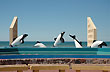 Paseo de las toninas - Foto: Jorge Gonz�lez