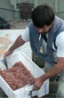 Buena pesca - Foto: Jorge Gonz�lez