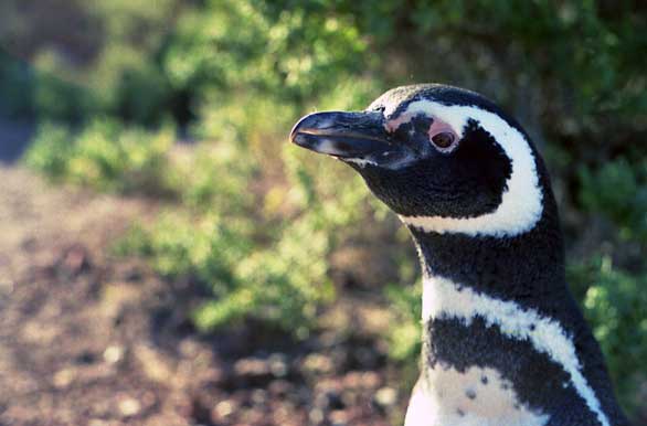 Pingüino Magallánico