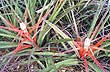 Chaguar (Bromelia hieronymi) - Foto: Sub.Secretaria de Turismo de la Provincia del Chaco Chaguar (Bromelia hieronymi) - Foto: Sub.Secretaria de Turismo de la Provincia del Chaco