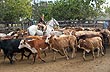 Arreo en la Rural - Foto: Sub.Secretaria de Turismo de la Provincia del Chaco Arreo en la Rural - Foto: Sub.Secretaria de Turismo de la Provincia del Chaco